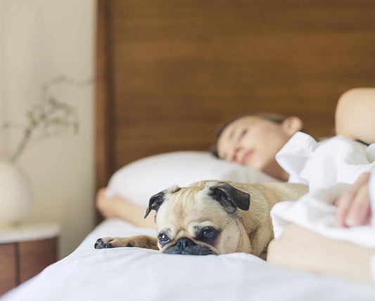 💤 Dormir es fundamental para una buena salud - Colchón Morfeo